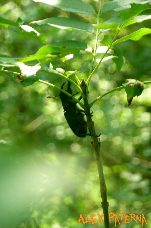 Lucanus Cervus